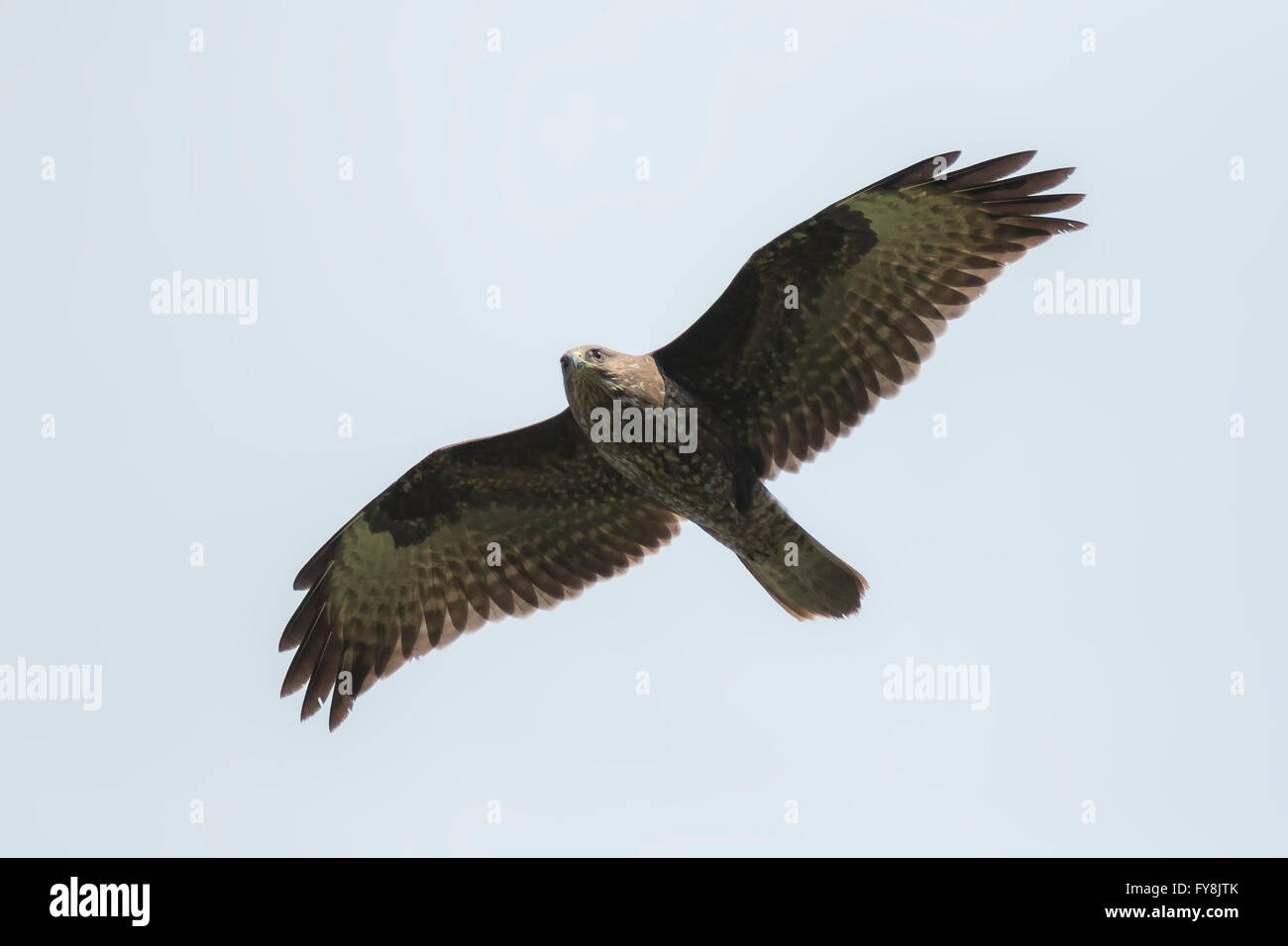 Buse variable, Buteo buteo, en vol, planant dans le ciel à la recherche d'une proie. Banque D'Images