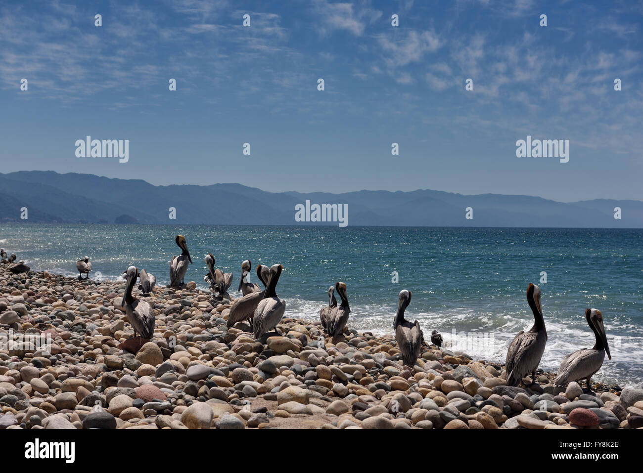 De Pod Le Pélican brun reposant sur des rochers lisses sur l'océan Pacifique beach Puerto Vallarta Banque D'Images