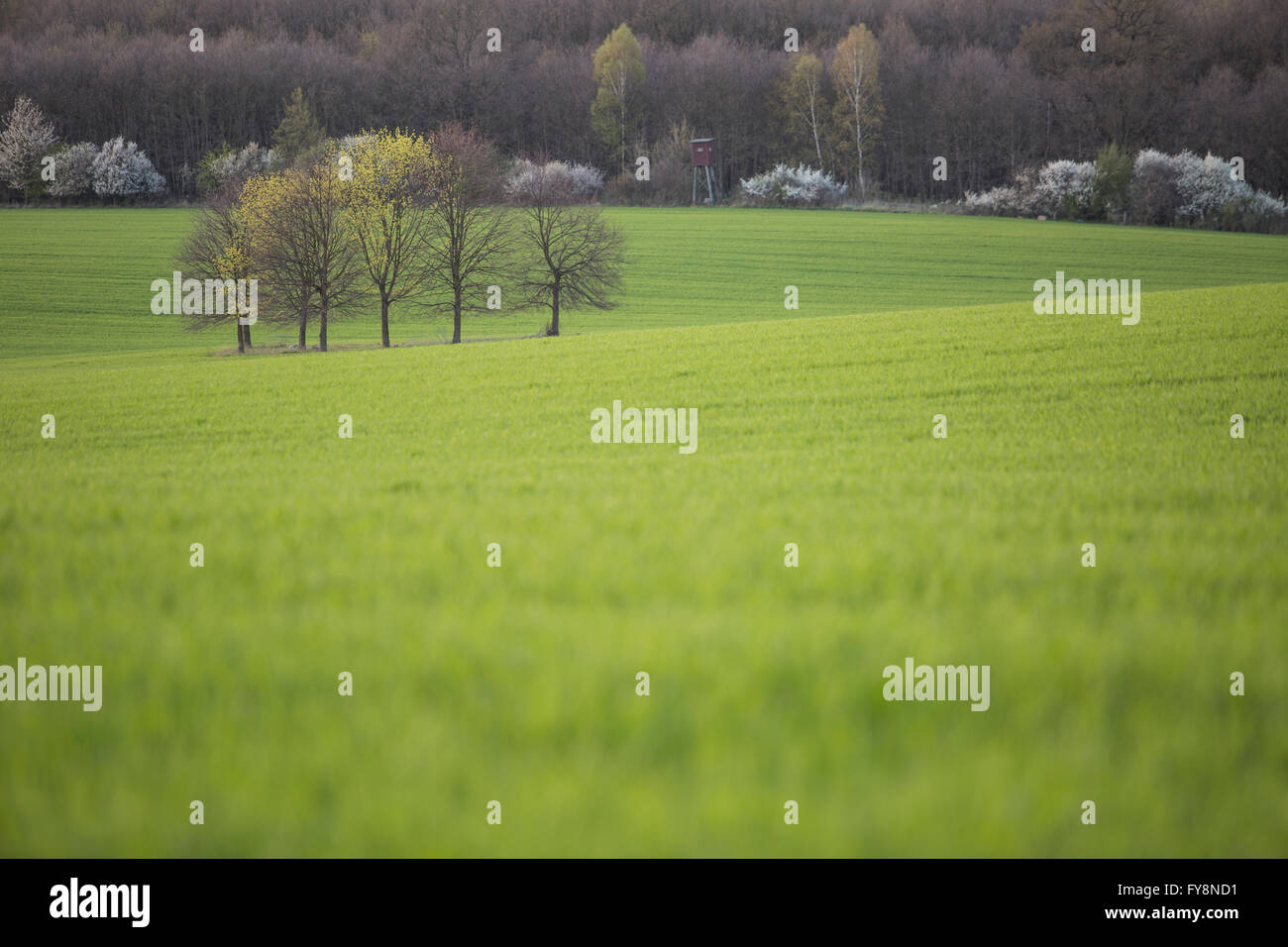 Allemagne, Brandebourg, Flaeming, champ et groupe d'arbres, lumière du soir Banque D'Images