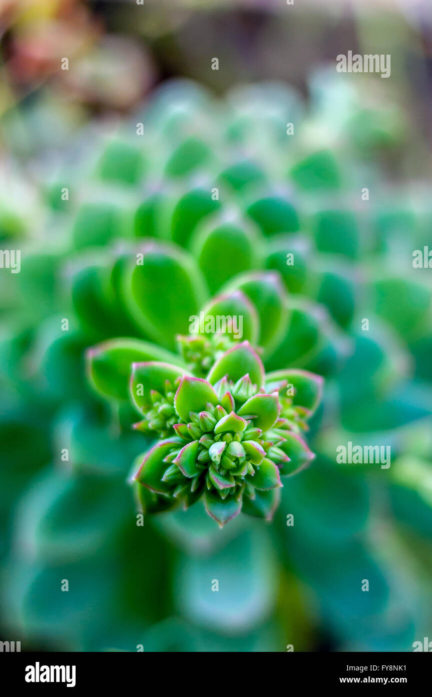 Jardin botanique de macro résumé rosette succulente tendant vers la caméra, de vert, rose aeonium, motif géométrique. Banque D'Images