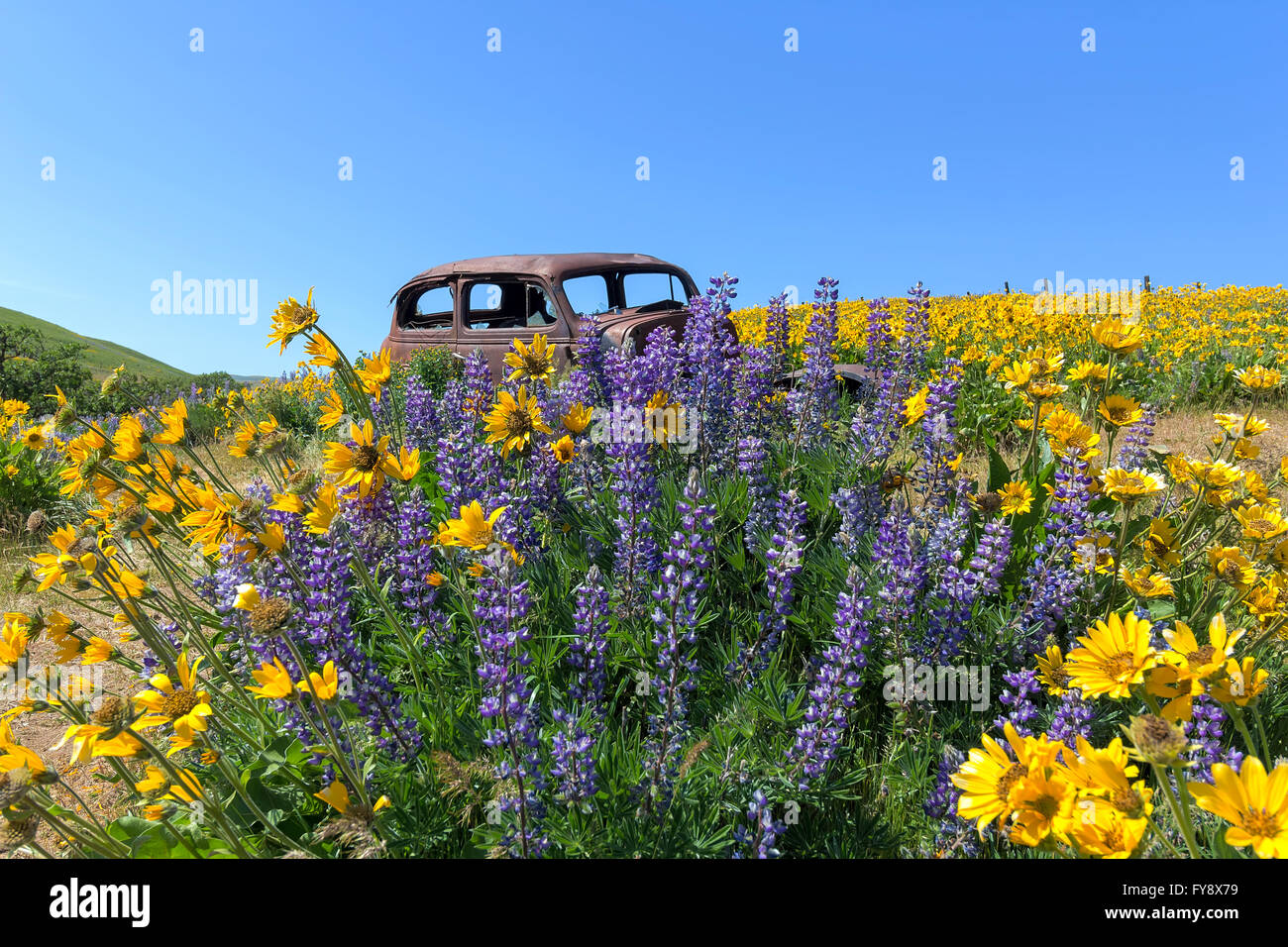 Vieux camion rouillé abandonné entre Lupin et deltoïdes fleurs sauvages à la Columbia Hills State Park dans l'État de Washington au printemps Banque D'Images