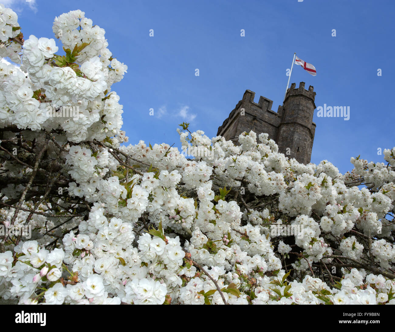 La ville de Sidmouth, Devon, UK. 24 avril, 2016. Météo France : le drapeau de Saint George vole au-dessus de la fabuleuse flowering Cherry Tree dans l'enceinte de l'église de St Mary et St Pierre, dans le petit hameau de Salcombe Regis, l'est du Devon. Credit : Sud Ouest Photos/Alamy Live News Banque D'Images