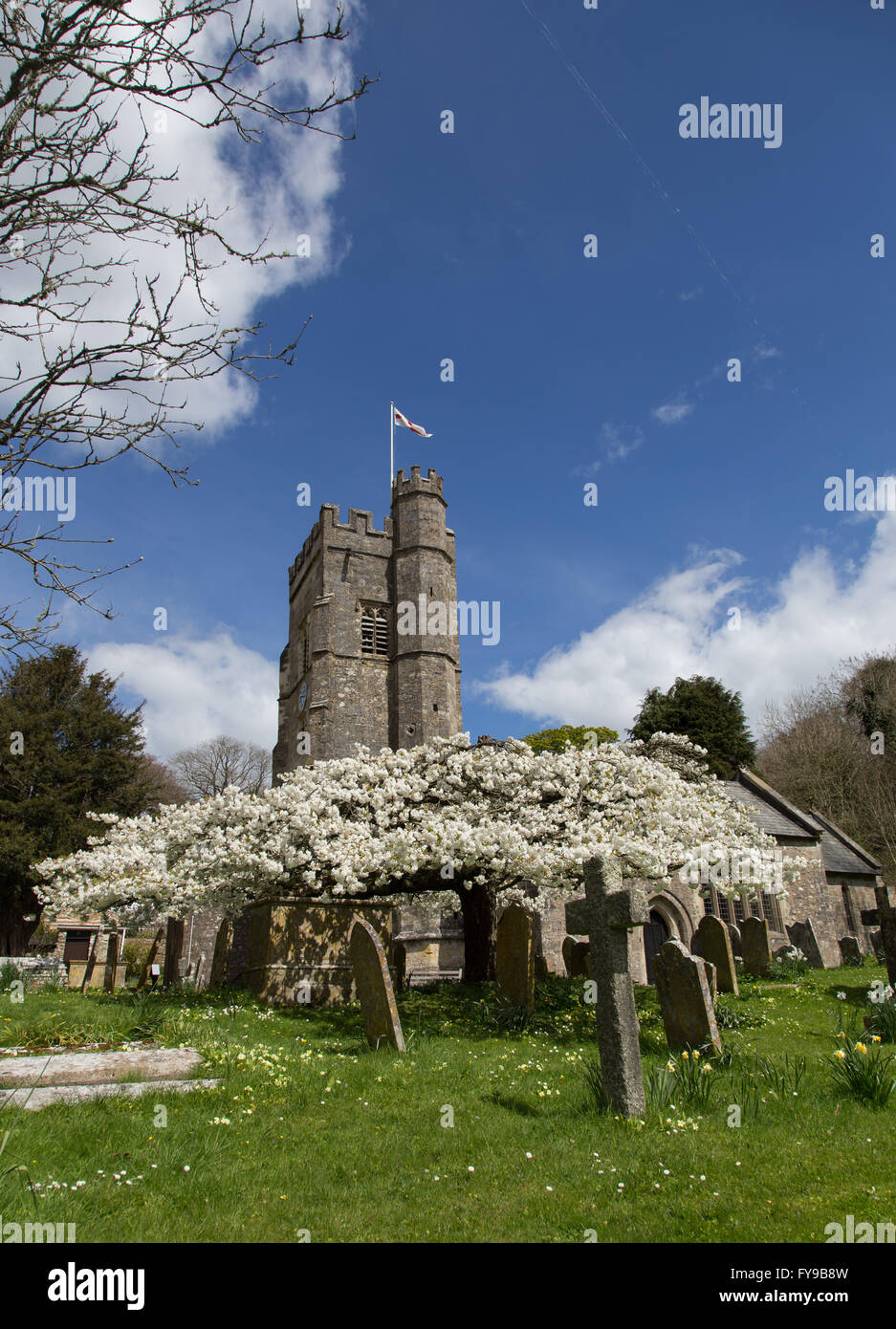La ville de Sidmouth, Devon, UK. 24 avril, 2016. Météo France : le drapeau de Saint George vole au-dessus de la fabuleuse flowering Cherry Tree dans l'enceinte de l'église de St Mary et St Pierre, dans le petit hameau de Salcombe Regis, l'est du Devon. Credit : Sud Ouest Photos/Alamy Live News Banque D'Images