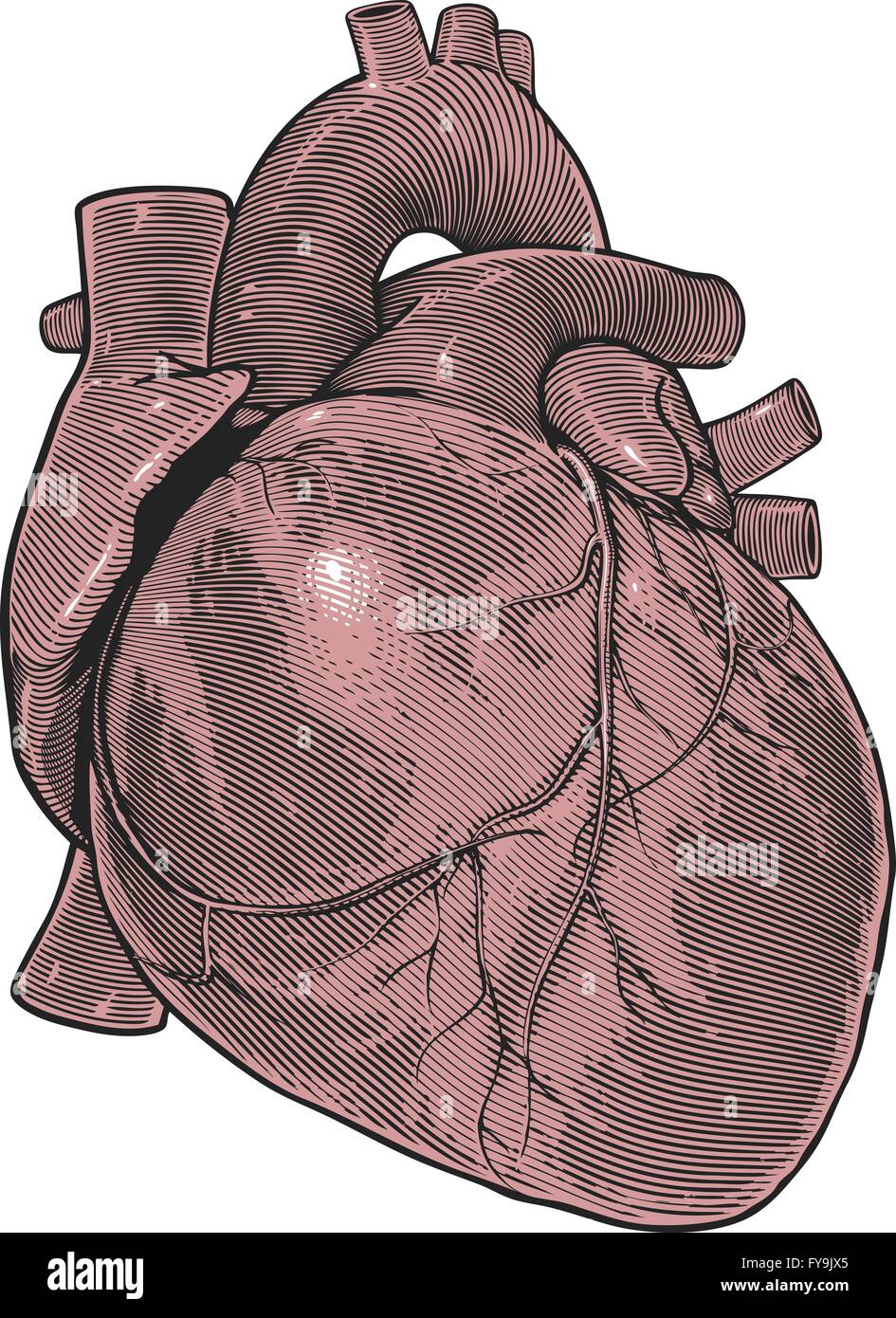 Coeur de l'homme dans leur gravure vintage Illustration de Vecteur