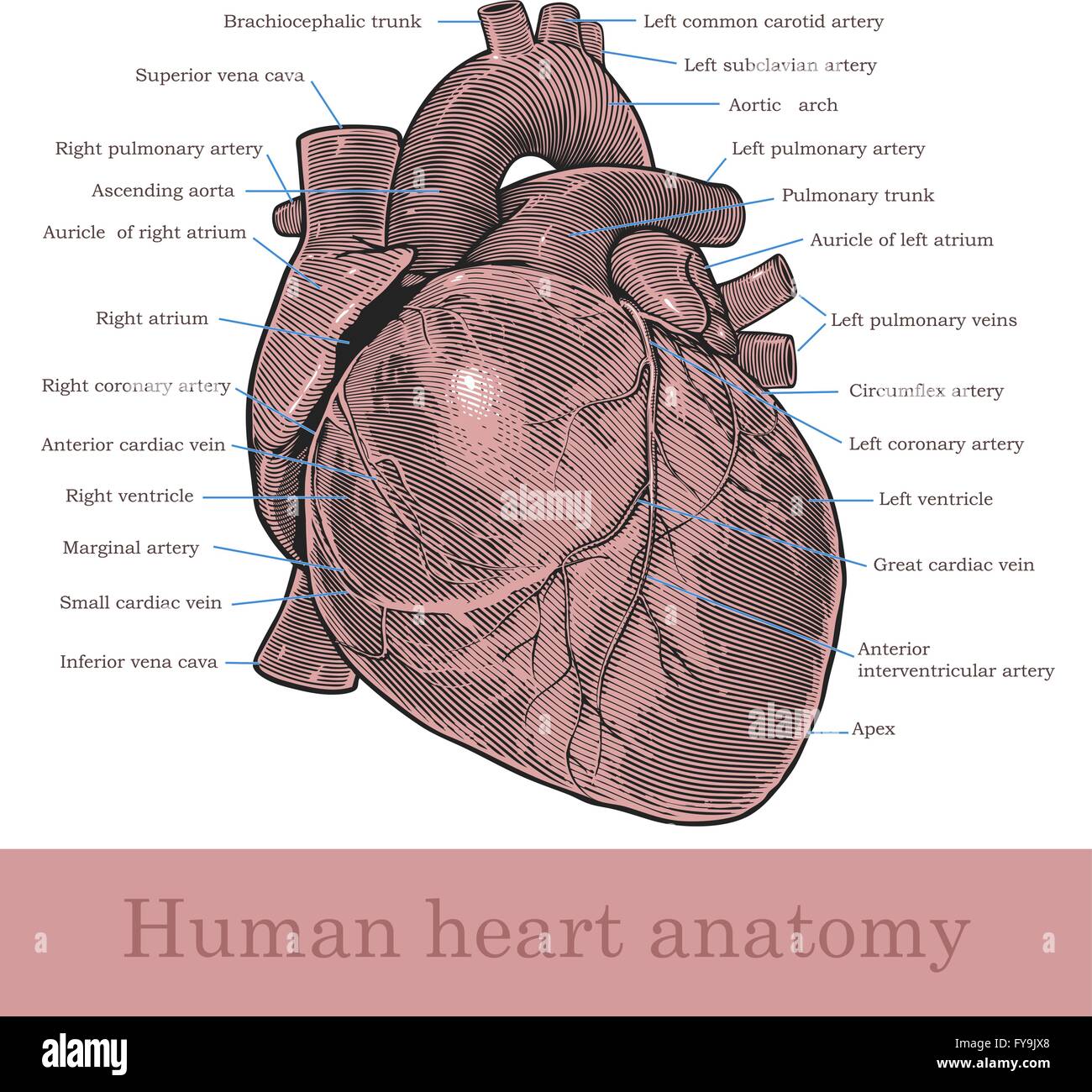 Les droits de l'anatomie cardiaque Illustration de Vecteur