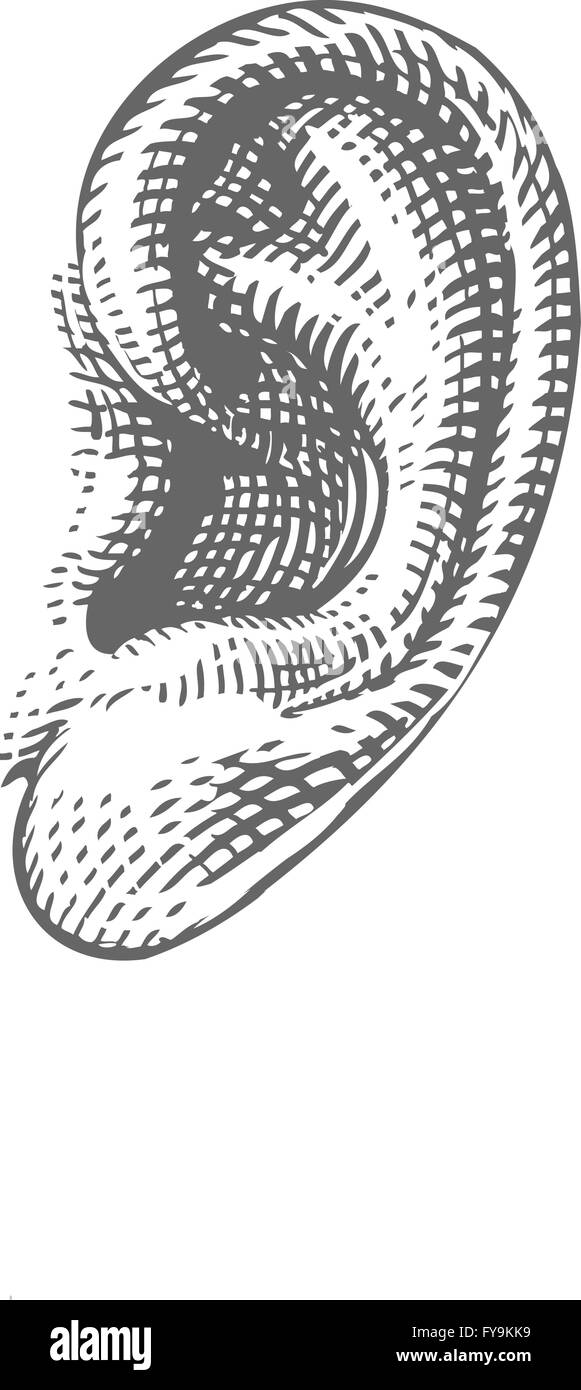 Oreille humaine dans leur gravure Illustration de Vecteur