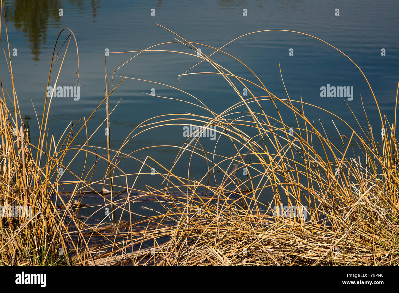 Dry reed Banque de photographies et d’images à haute résolution - Alamy