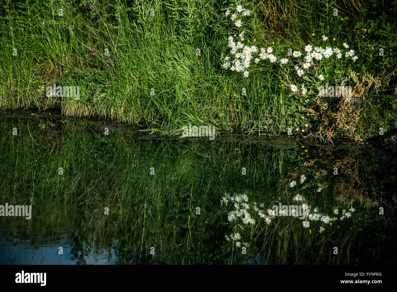 Étang et le feuillage, la Seigneurie Recreation Ground, Tottenham, au nord de Londres Banque D'Images