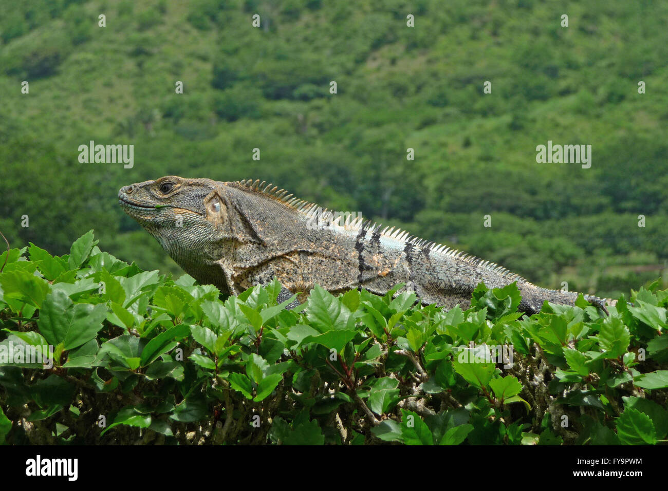 Iguana détente sur certains arbustes Banque D'Images