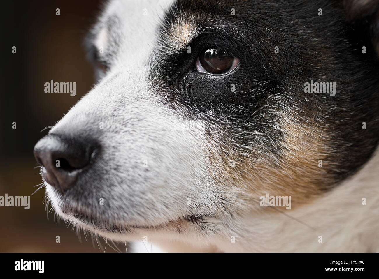 Cose jusqu'portrait d'un chien plus âgé. Profil de terrier. Banque D'Images