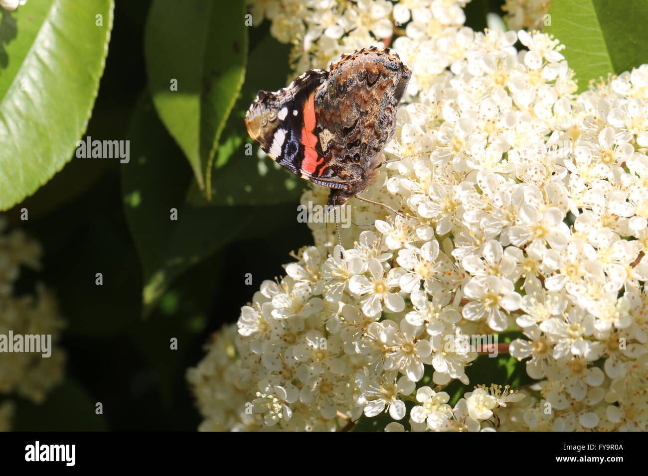 L'amiral rouge Vanessa atalanta papillon se nourrissant de fleurs de viburnum Banque D'Images