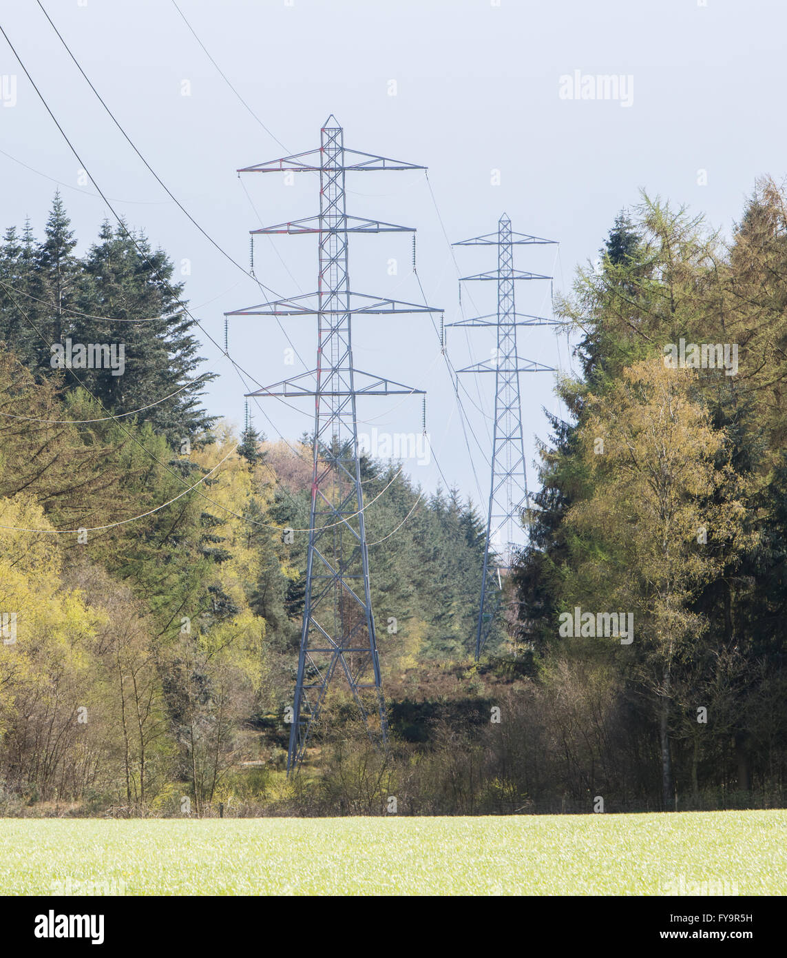 De grands pylônes électriques le fractionnement de la Dutch forrest Banque D'Images