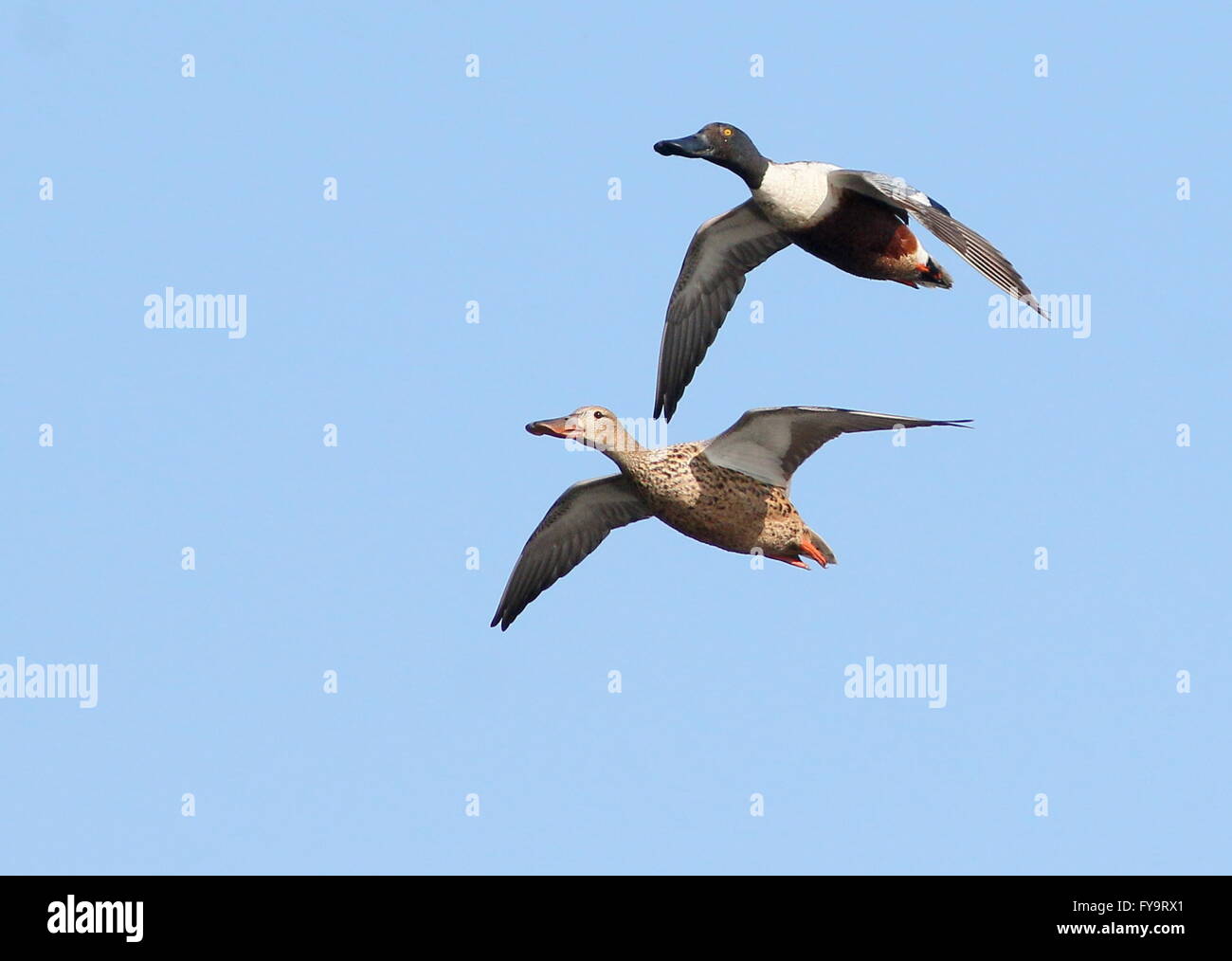 Canard de la pelle butte mâle et femelle (spatule clypeata) en vol rapproché Banque D'Images