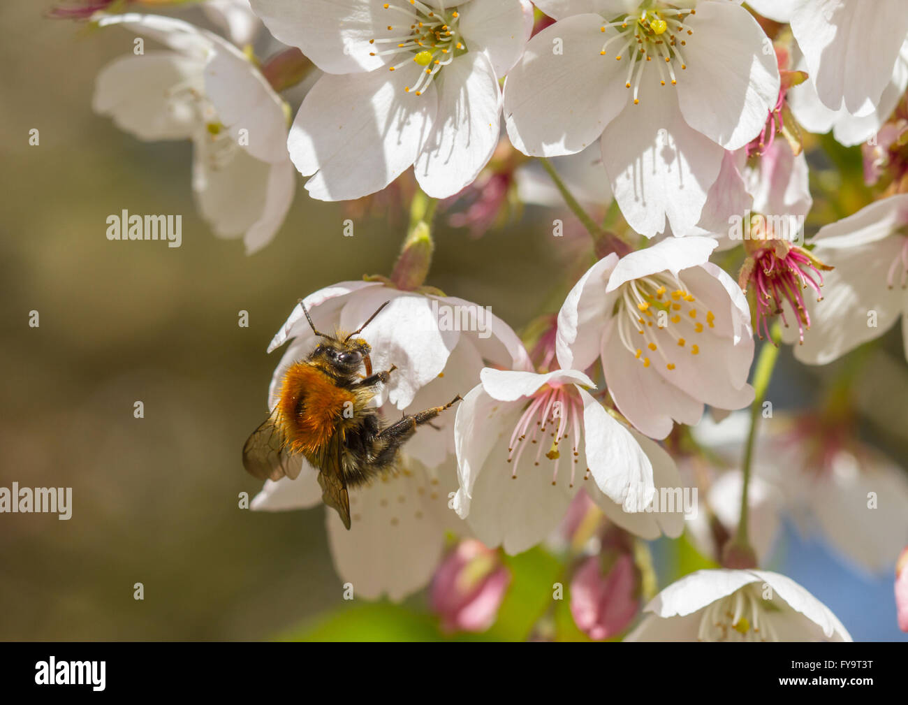Carde commun Bee (Bombus pascuorum) se nourrissant de fleur de cerisier Banque D'Images