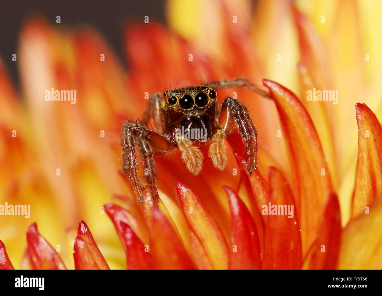 Araignée sauteuse brun reposant sur une fleur de chrysanthème jaune-orange Banque D'Images