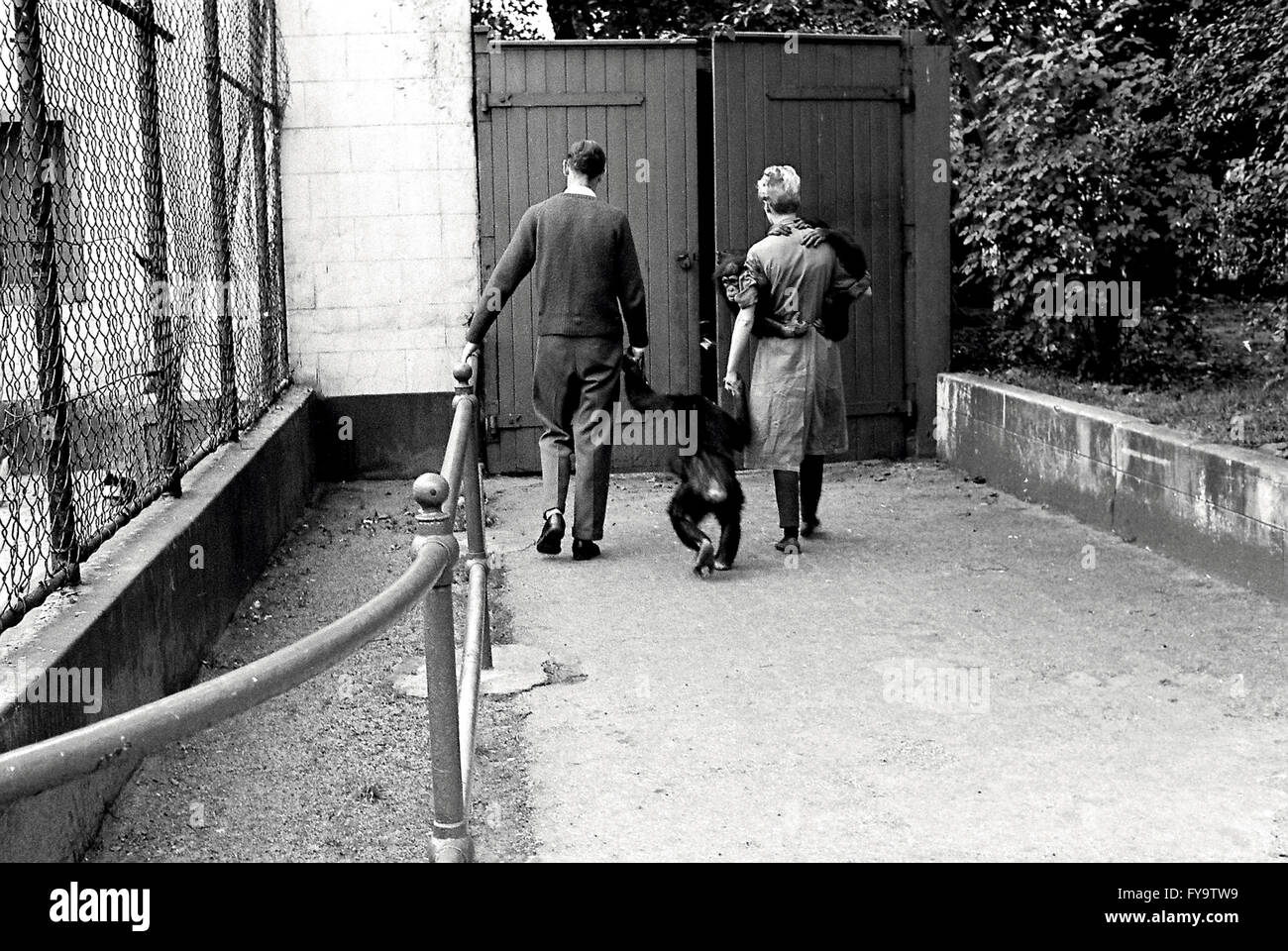 Les chimpanzés du Zoo Belle Vue manchester gorton Banque D'Images