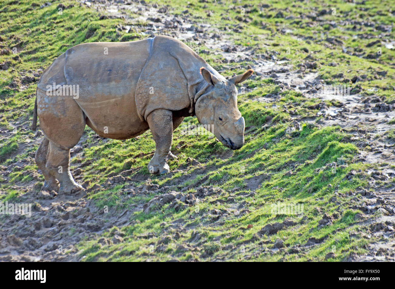 Rhinocéros indien, l'Asie, de rhinocéros, Unicornisn Banque D'Images