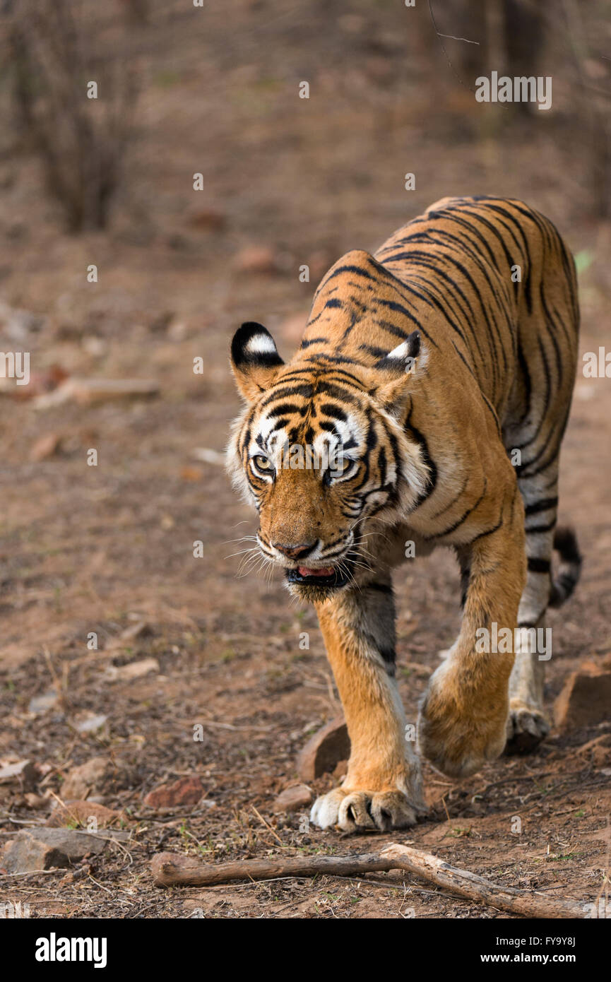 Tigre du Bengale (Panthera tigris tigris) marcher dans la forêt sèche du parc national de Ranthambore, Rajasthan, Inde Banque D'Images