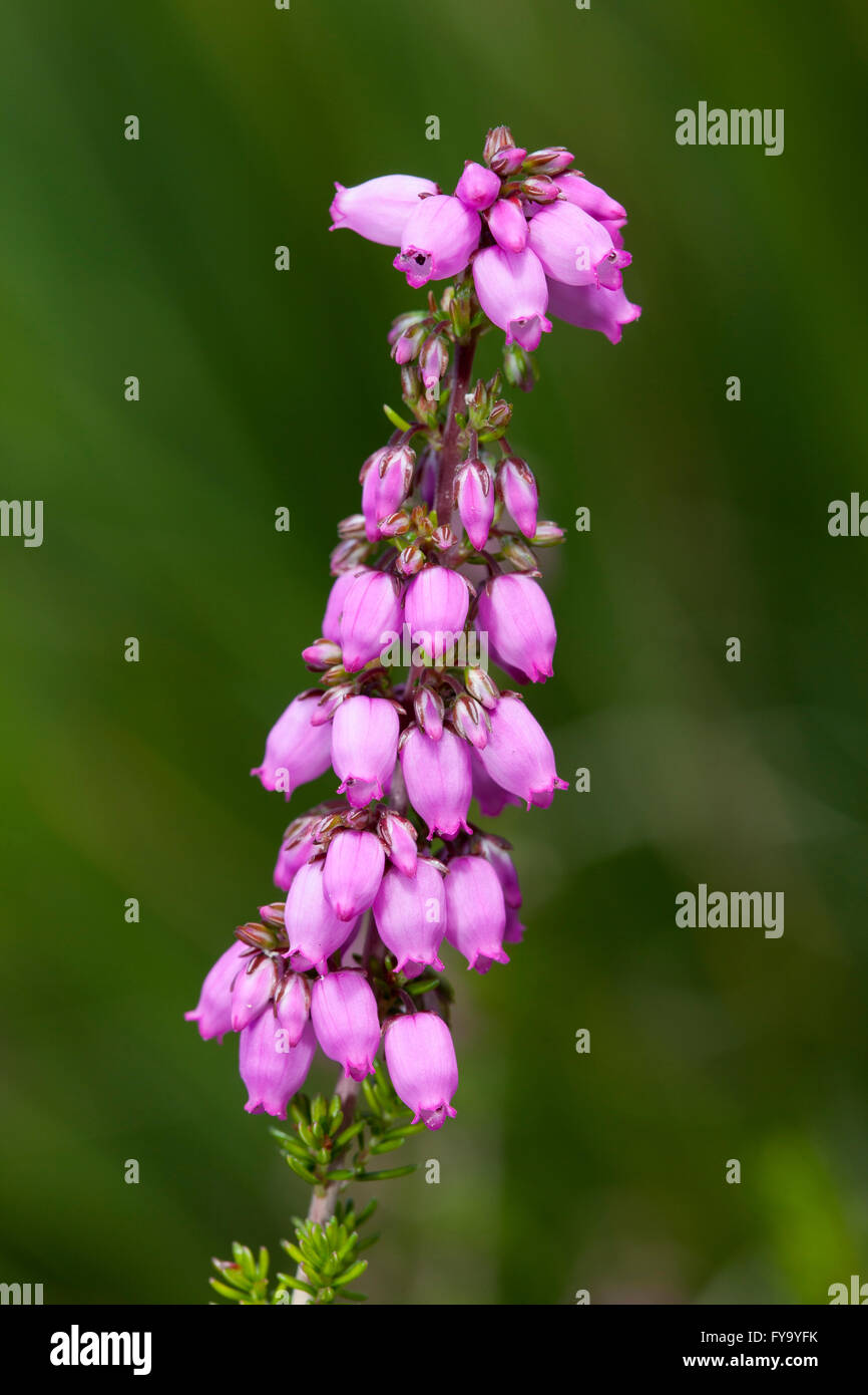 Heather-bell (Erica cinerea 'Rosi') Banque D'Images