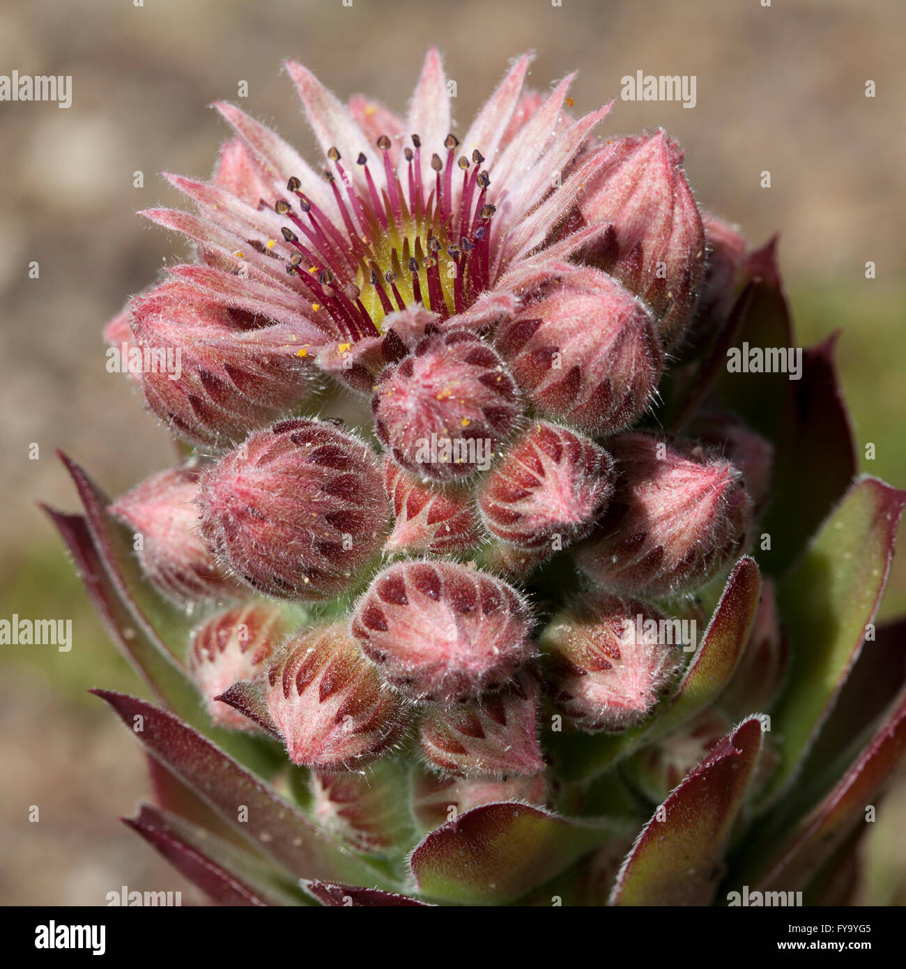 Houseleek Sempervivum tectorum (commune), natif de l'Europe Banque D'Images