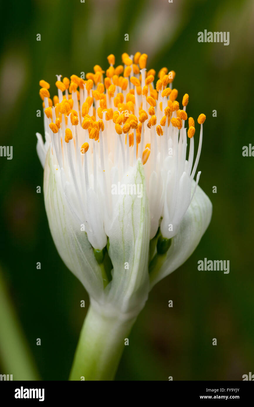 Le pinceau (Haemanthus albiflos), fleur, originaire de l'Afrique du Sud Banque D'Images