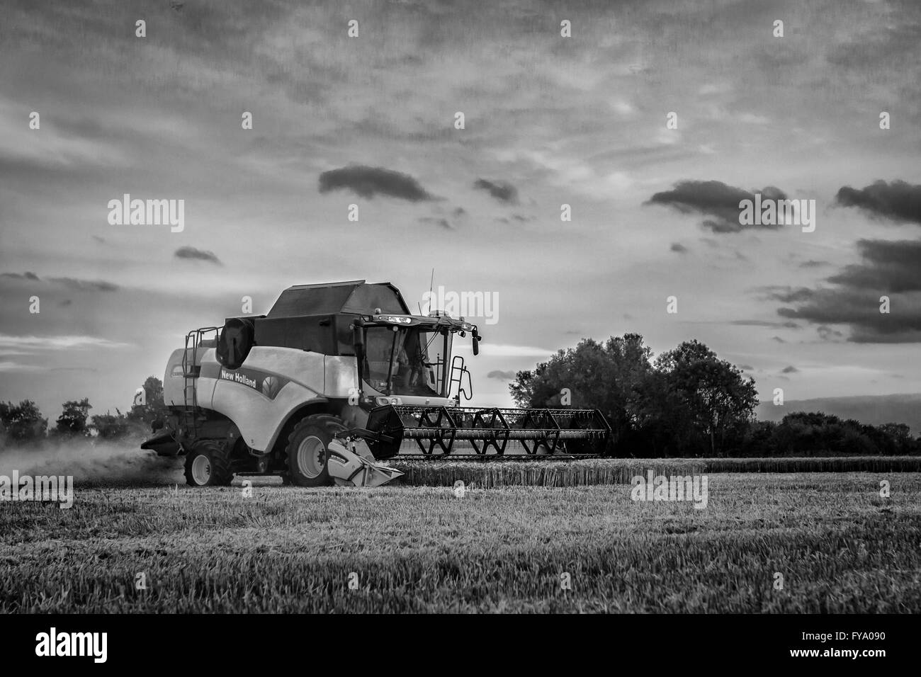 Moissonneuse-batteuse New Holland récoltant du blé sur une exploitation agricole Banque D'Images