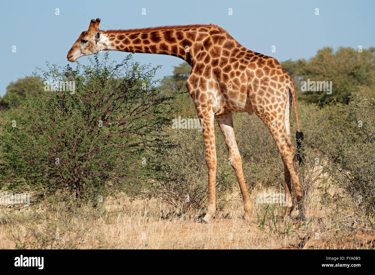 Une Girafe (Giraffa camelopardalis) se nourrissant d'un acacia, Afrique du Sud Banque D'Images