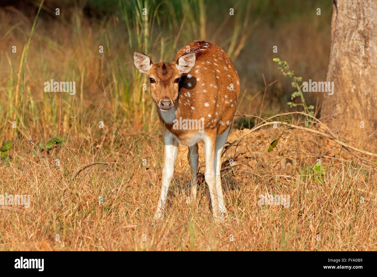 Les cerfs communs repèrés ou chital (Axis axis), Parc National de Kanha, India Banque D'Images