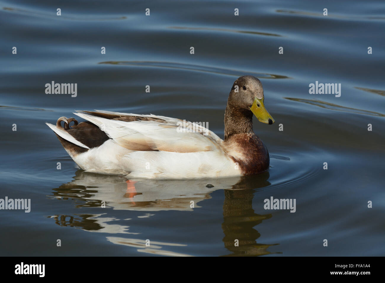 Canard colvert mâle de race mixte natation sur le lac Banque D'Images