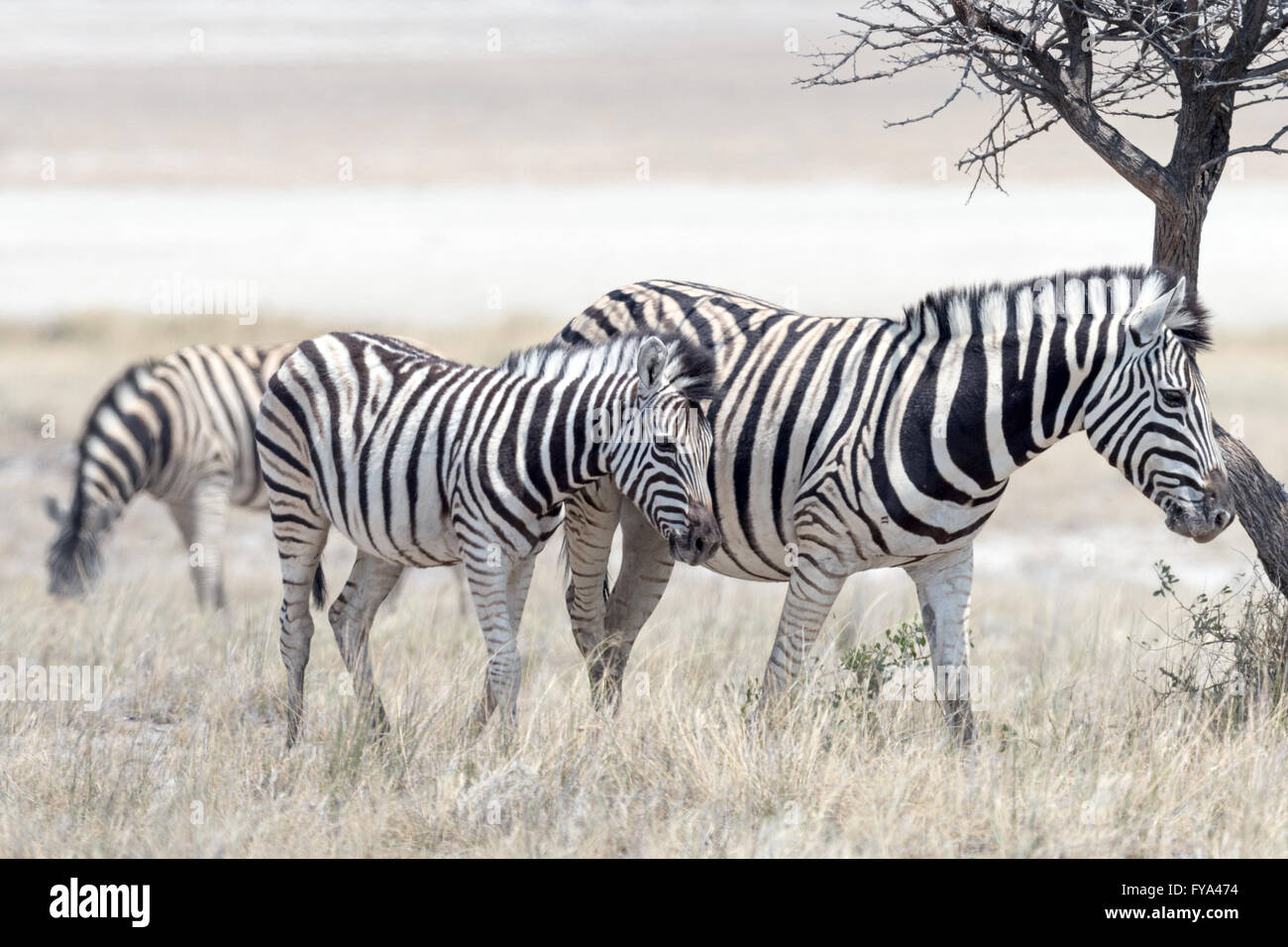 Plaint's Zebra, course de Burchell, mère et foal, parc national d'Etosha, Namibie Banque D'Images