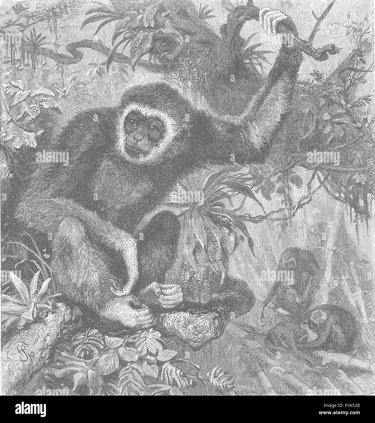 Les primates : Le livre blanc-remis gibbon, antique print 1893 Banque D'Images