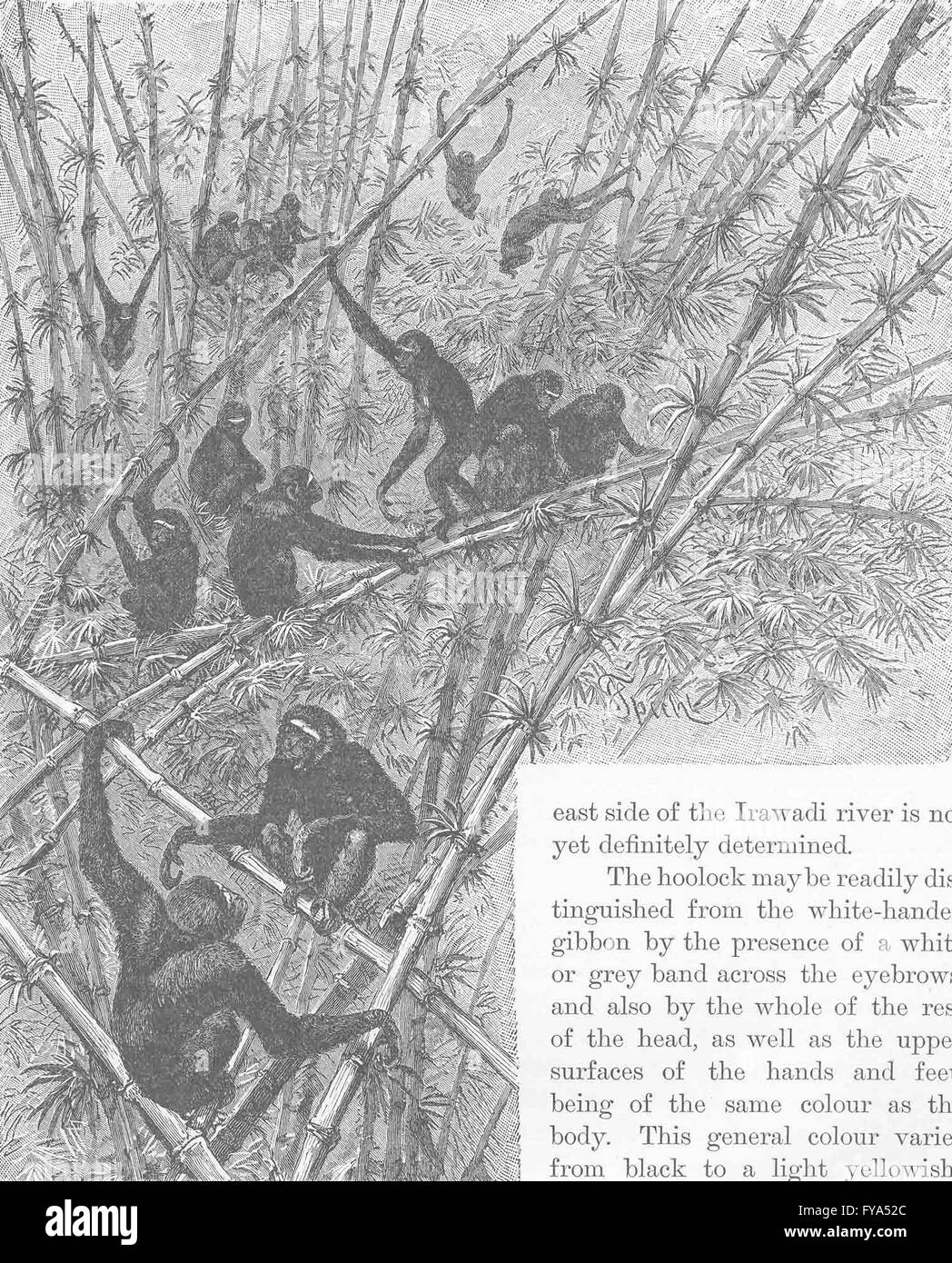 Les primates : Hoolocks dans une jungle de bambou, antique print 1893 Banque D'Images