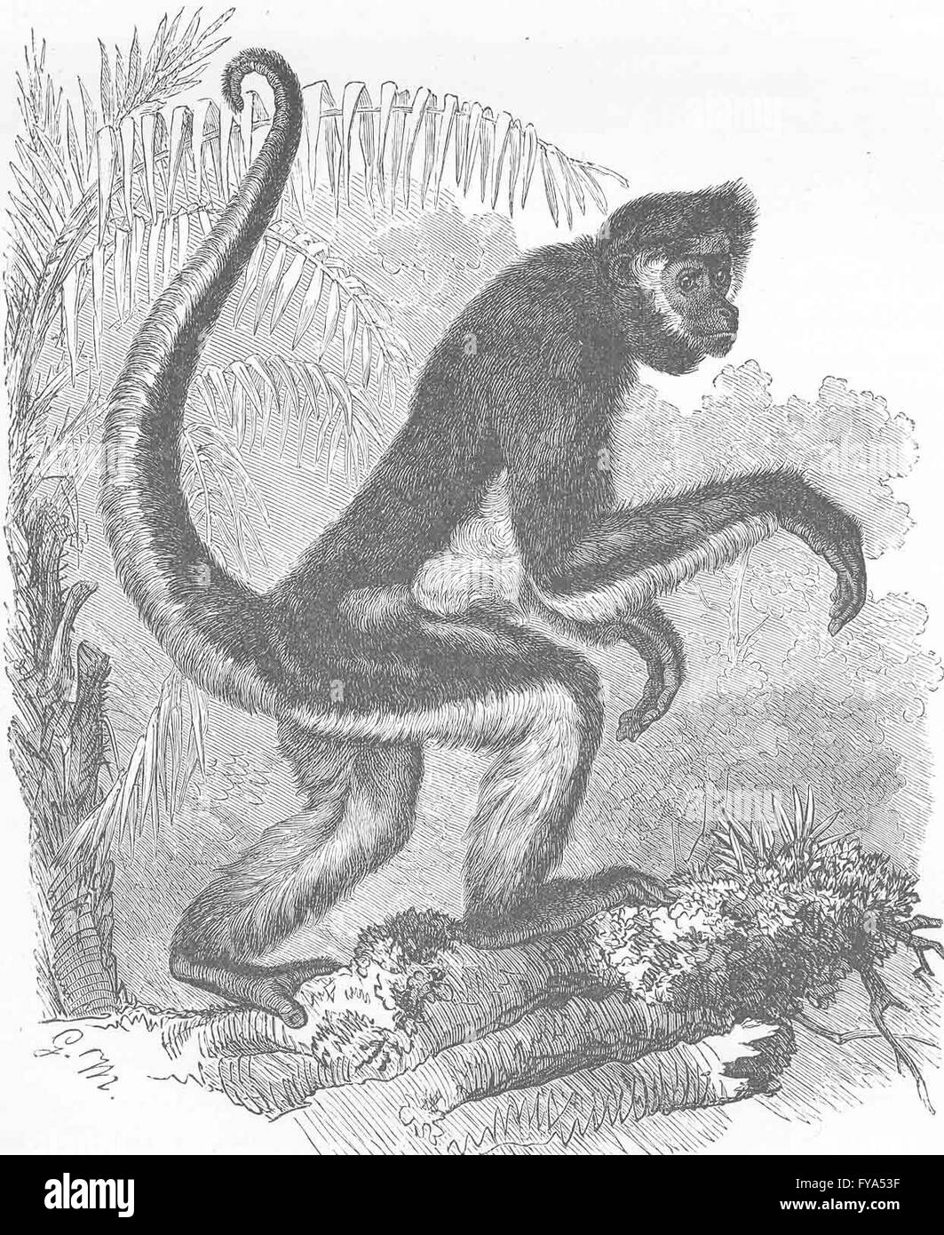 Les primates : Variegated spider-monkey , ancien 1893 Banque D'Images