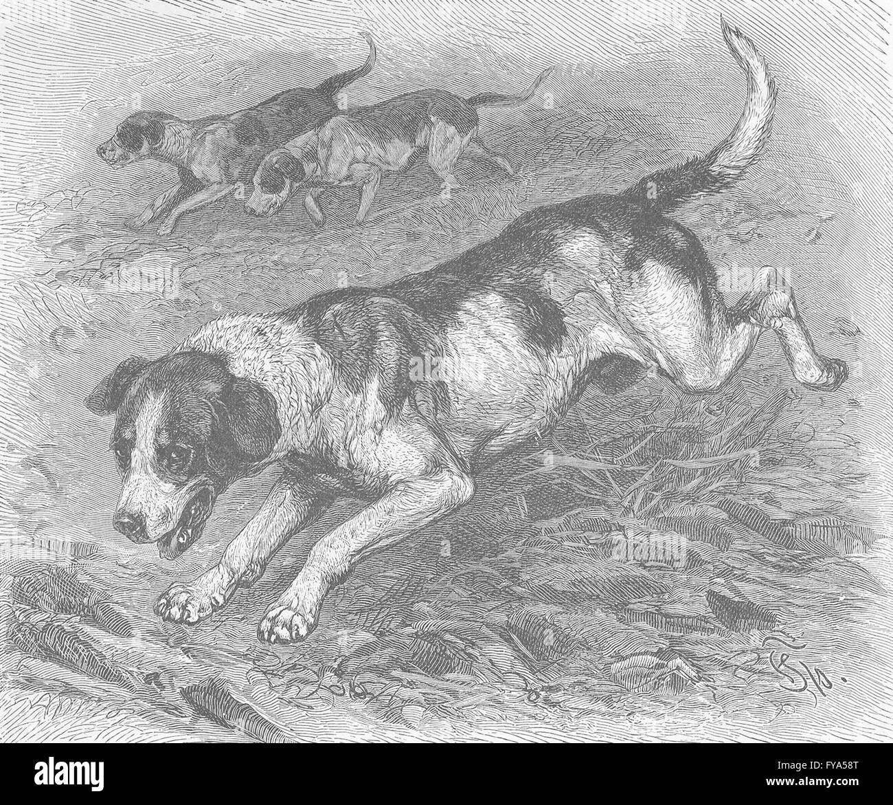 Chiens : Foxhounds en pleine cri, antique print 1893 Banque D'Images