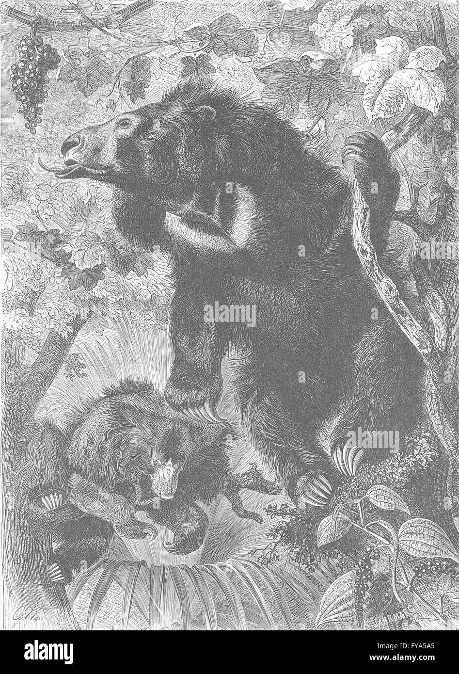 Mammifères : Sloth-ours dans Forest Glade, antique print 1894 Banque D'Images