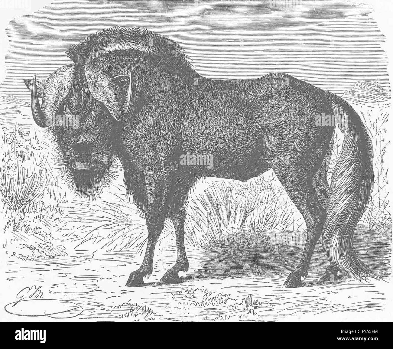 Les ongulés : cerf de gnous , ancien 1894 Banque D'Images