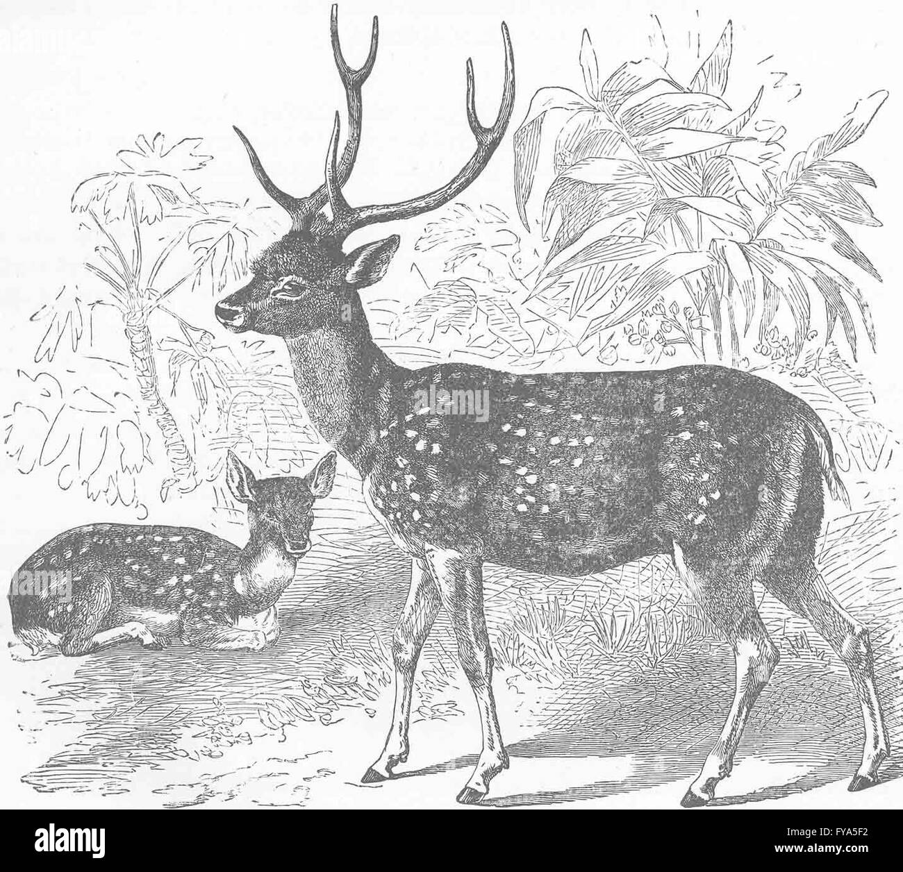 Inde : l'Indian spotted deer, antique print 1894 Banque D'Images
