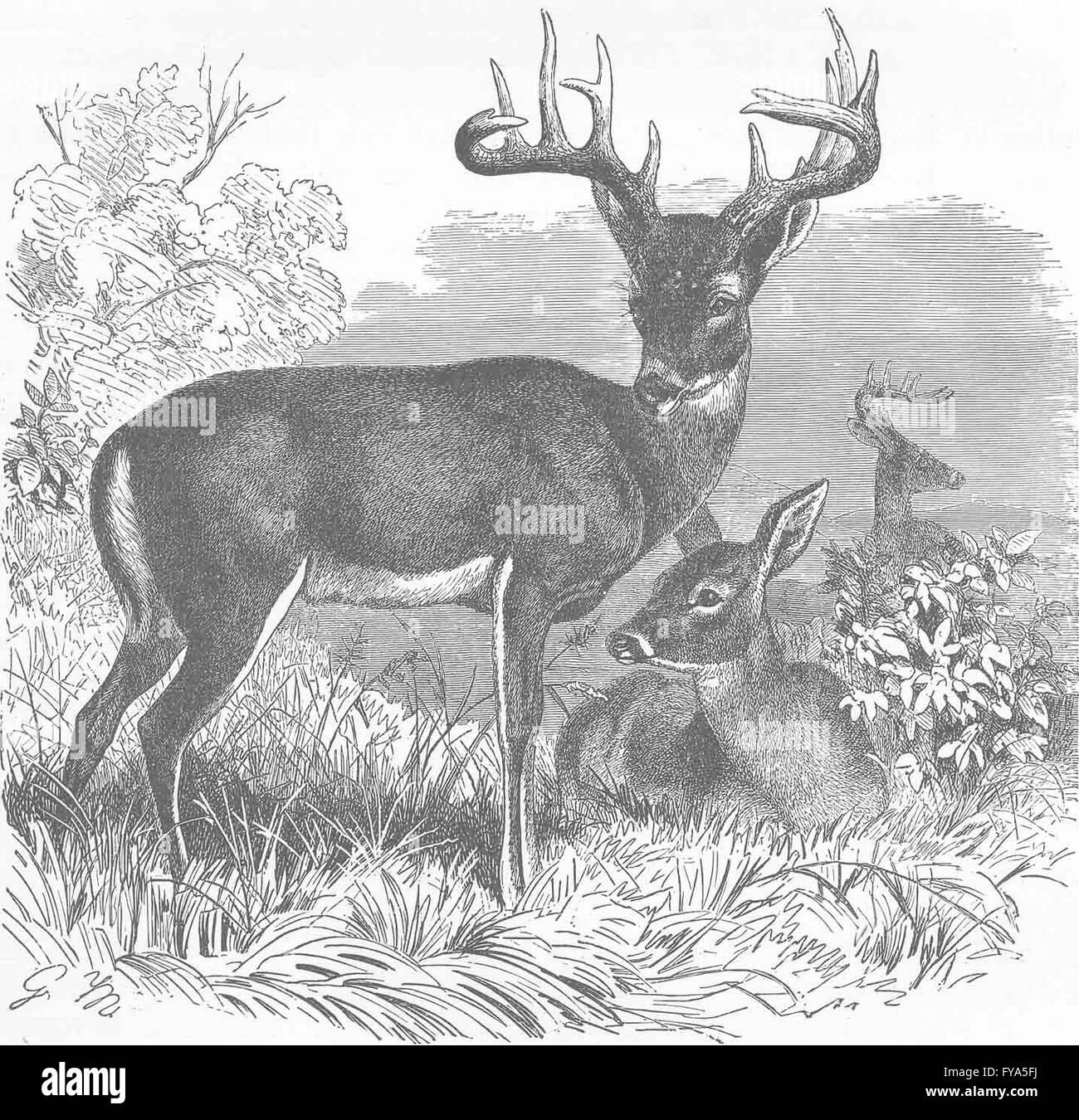 Cerf de Virginie Cerf : ancien, 1894 Banque D'Images