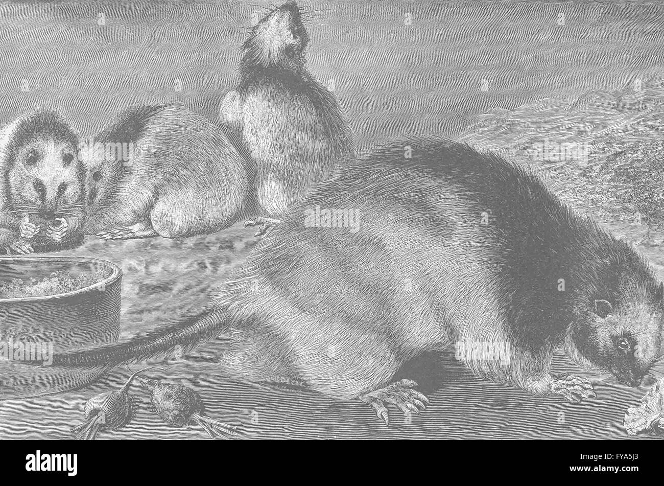 Les rongeurs : rats Philippine, antique print 1894 Banque D'Images
