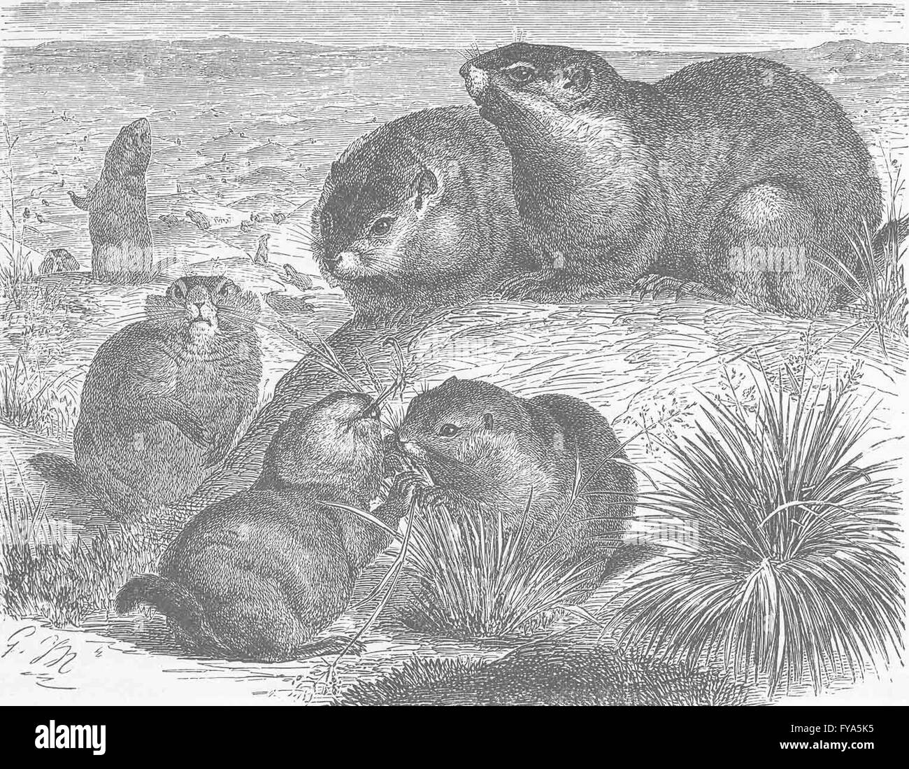 Les rongeurs : La prairie-marmot, antique print 1894 Banque D'Images