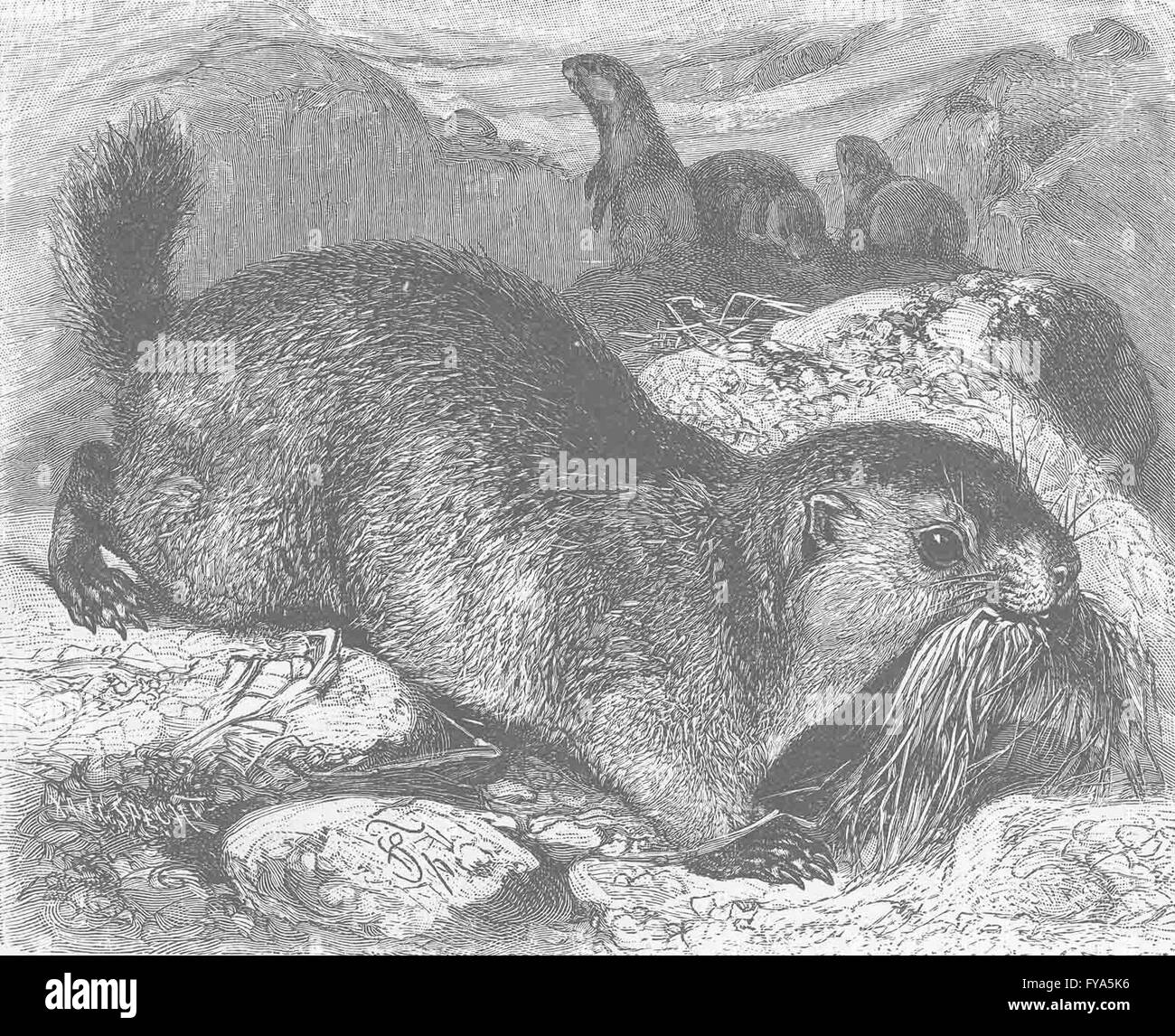Les rongeurs : la marmotte alpine, antique print 1894 Banque D'Images