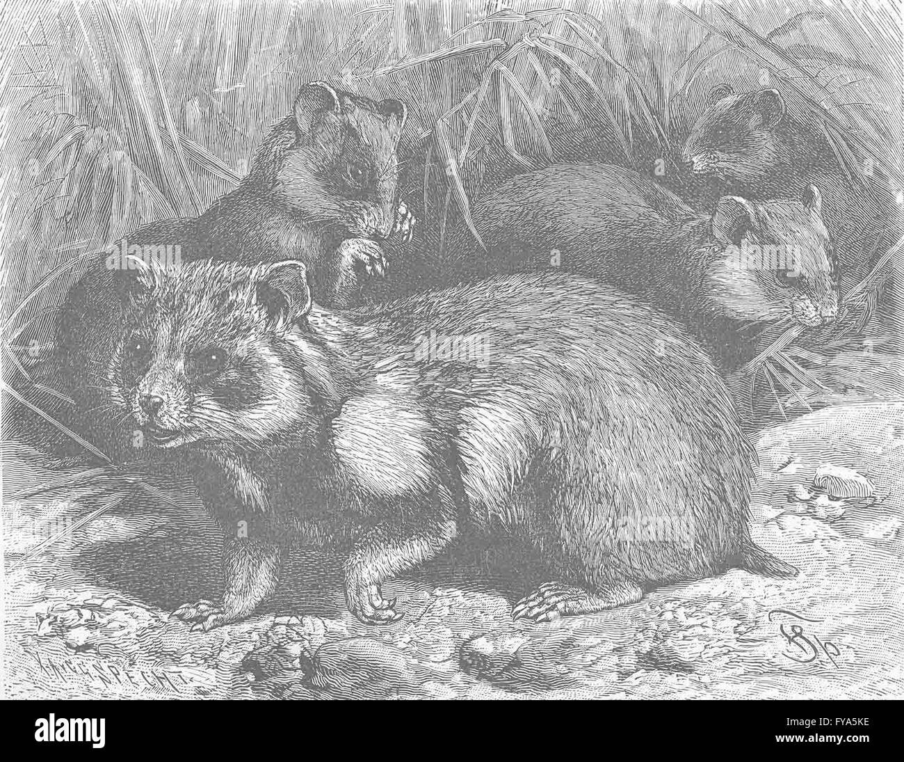 Les rongeurs : le hamster, antique print 1894 Banque D'Images