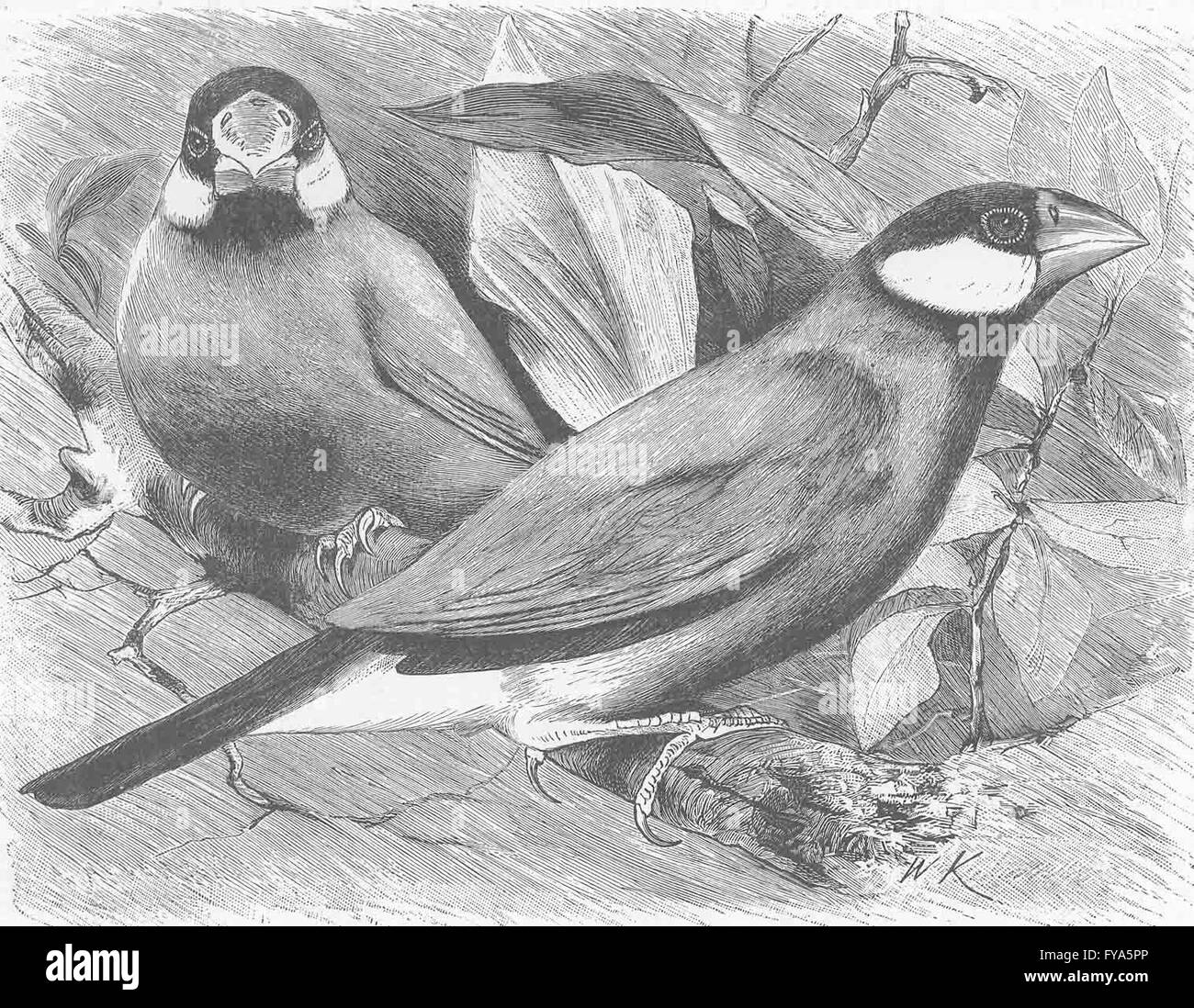 Oiseaux percheurs : Java Sparrow, antique print 1894 Banque D'Images