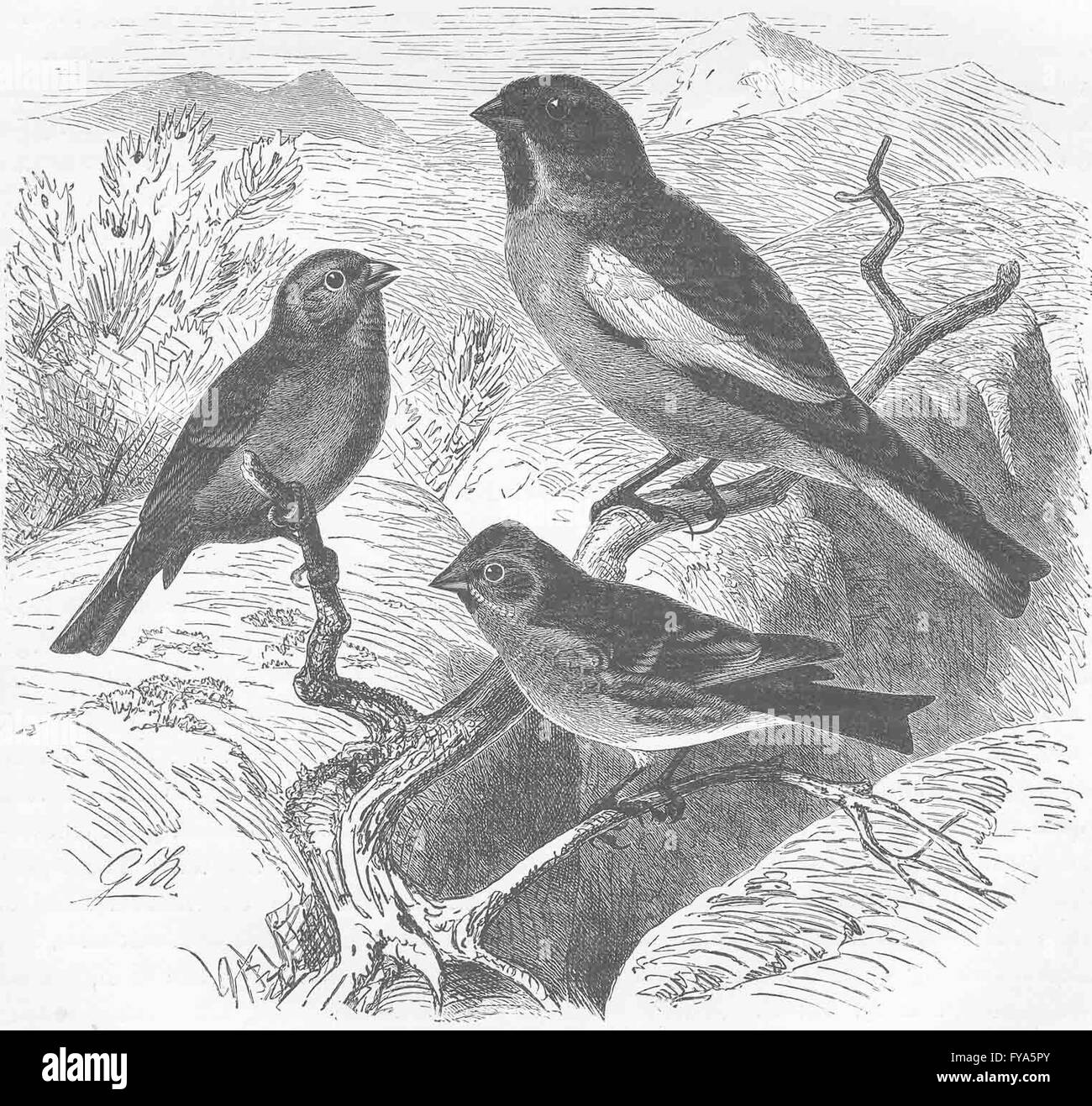 Oiseaux percheurs : Venturon montagnard, snow-finch & moindre sizerin flammé, antique print 1894 Banque D'Images