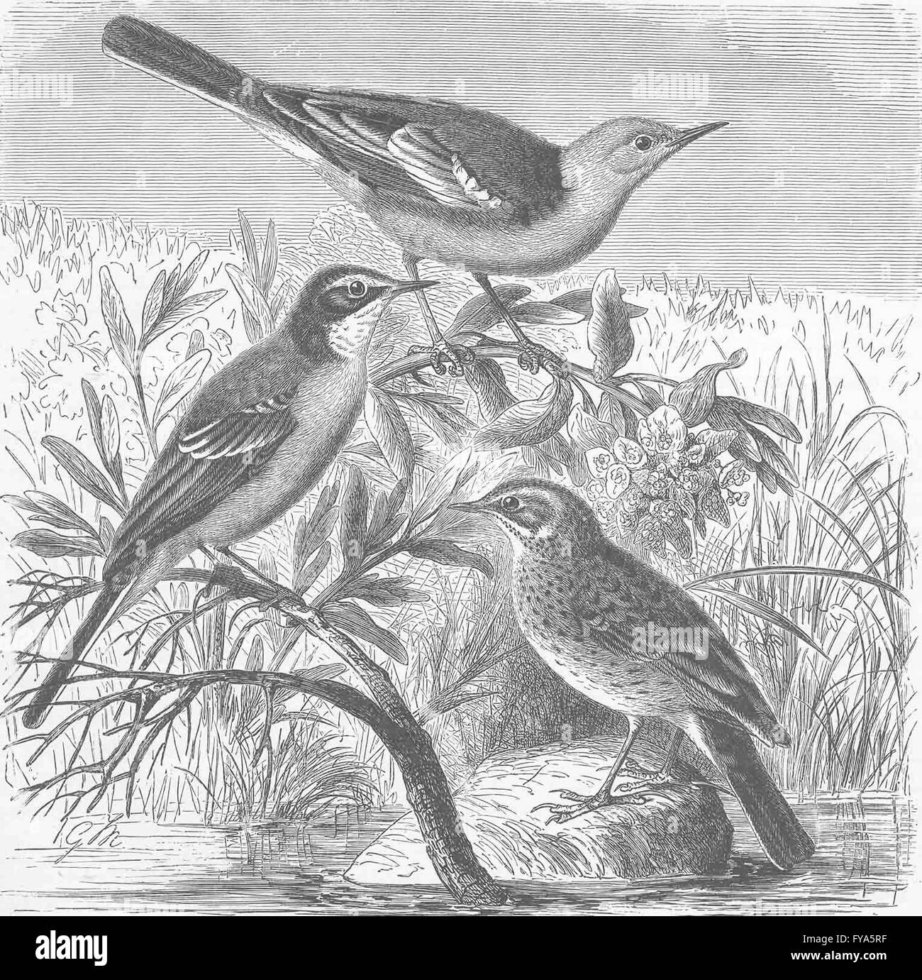 Oiseaux percheurs : bleu & jaune-bergeronnettes ; meadow-Sprague, old print 1894 Banque D'Images