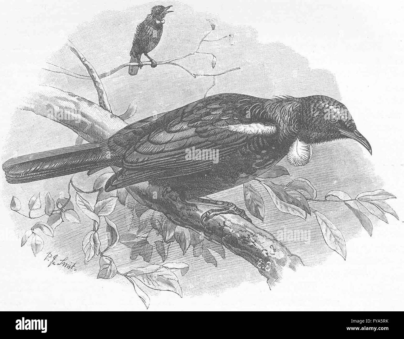 Oiseaux percheurs Poe : mangeur de miel ou parson bird, ancien 1894 Banque D'Images