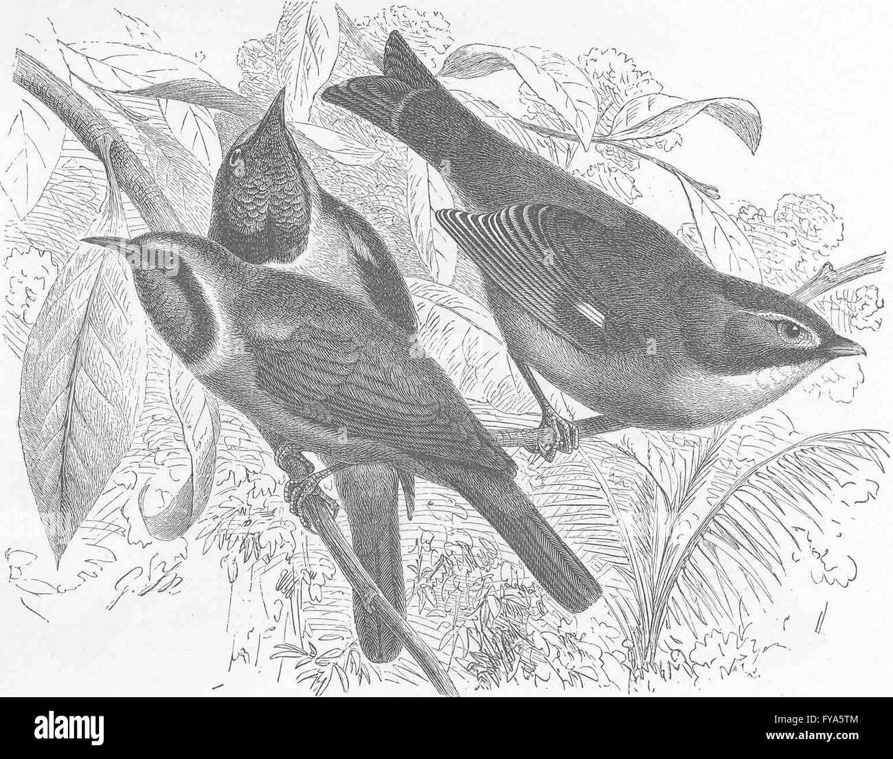 Oiseaux percheurs : Or-bulbul vert avant à bec rouge Liothrix, old print 1894 Banque D'Images