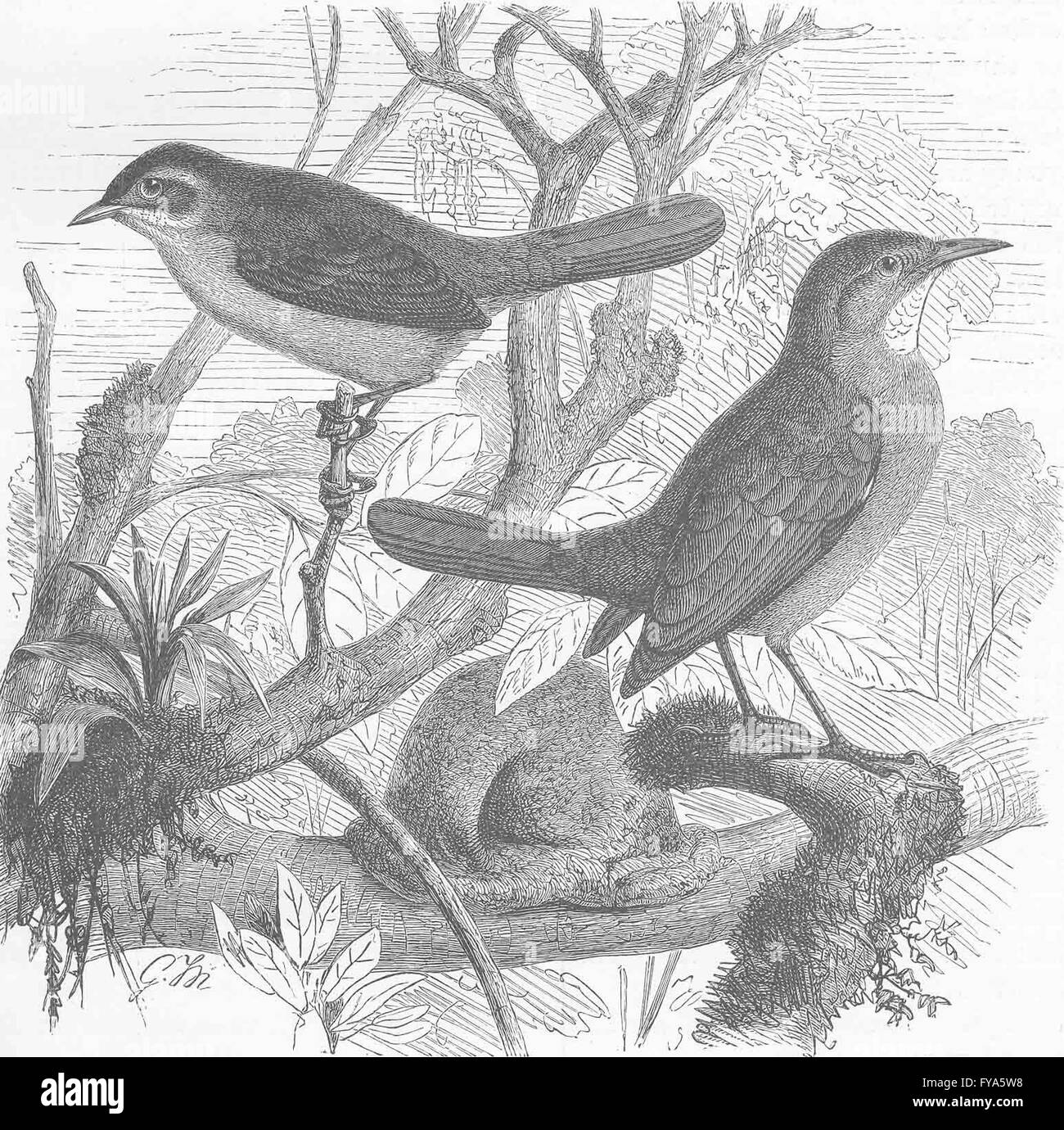 Oiseaux percheurs : Brown-dos à la façade rouge et queue four-bird, antique print 1894 Banque D'Images