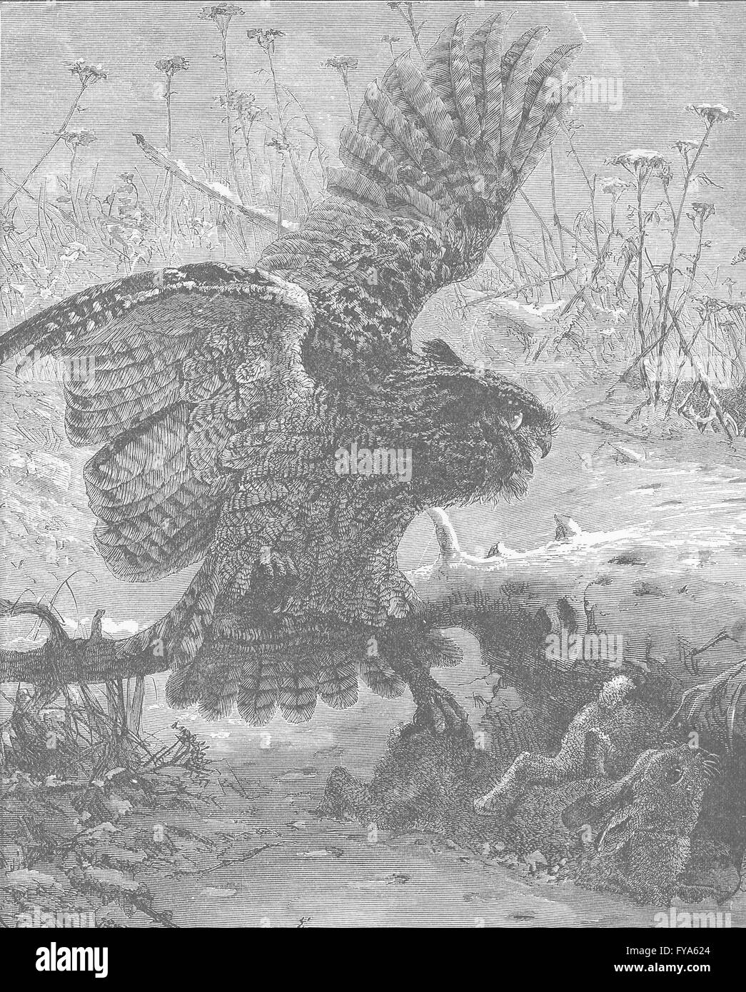 Les oiseaux : Eagle owl saisir sa proie, antique print 1895 Banque D'Images
