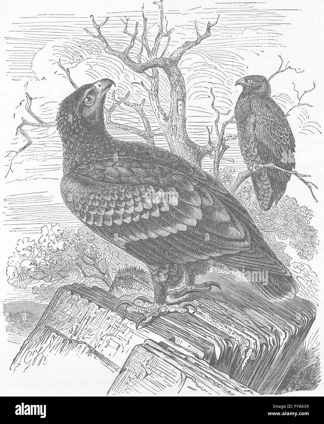 Les oiseaux : aigle, antique print 1895 Banque D'Images